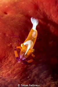 Imperial shrimp on nightdive, Renggis Island, Tioman Island by Tobias Reitmayr 